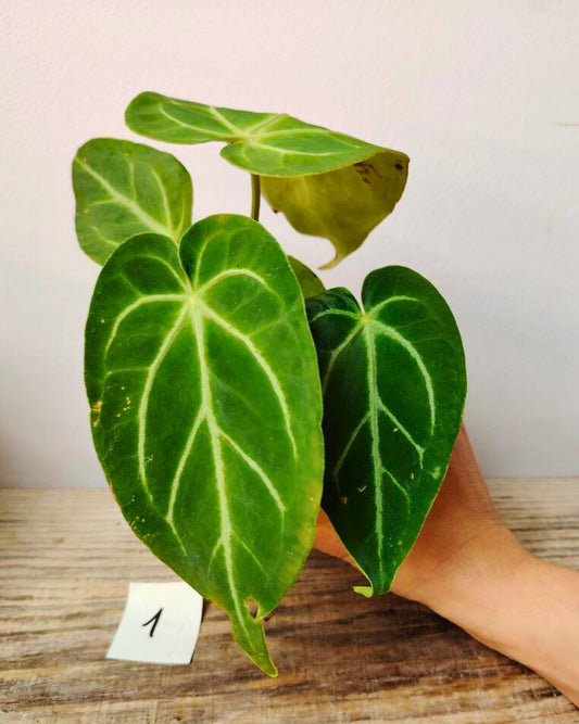 Anthurium Magnificum: Foglie Giganti e Venature Argento per un Effetto Wow Tropicale