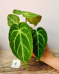 Anthurium Magnificum: Foglie Giganti, Venature Argento per un Effetto Wow Tropicale