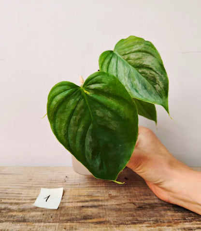 Philodendron Majestic – Lusso tropicale in ogni foglia