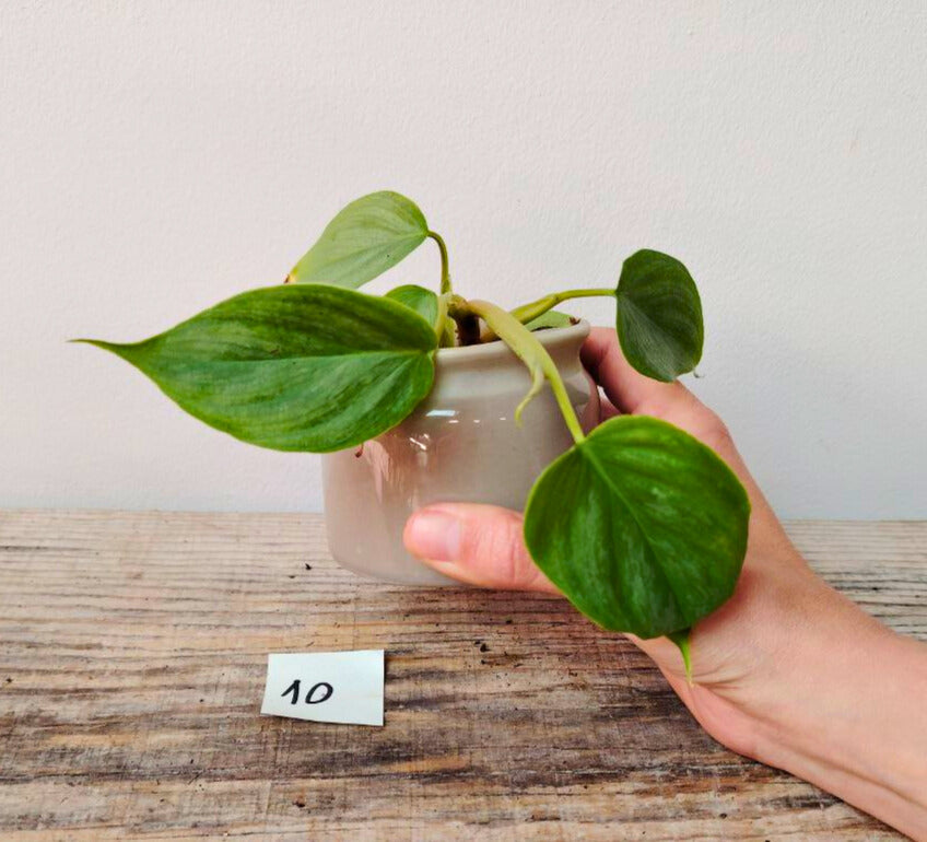 Philodendron Majestic – Lusso tropicale in ogni foglia