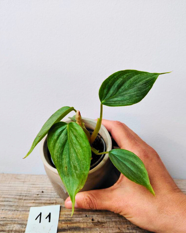 Philodendron Majestic – Lusso tropicale in ogni foglia