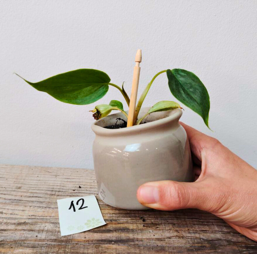 Philodendron Majestic – Lusso tropicale in ogni foglia