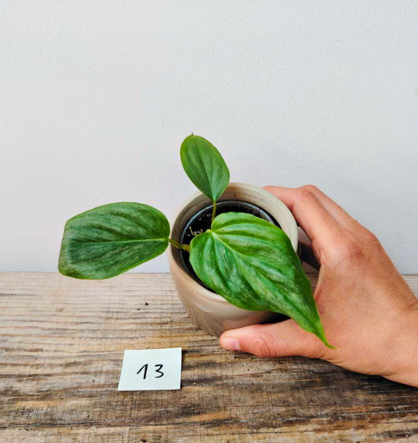 Philodendron Majestic – Lusso tropicale in ogni foglia