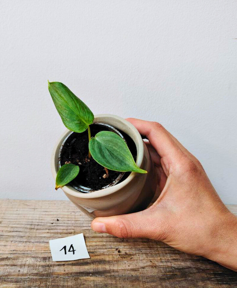 Philodendron Majestic – Lusso tropicale in ogni foglia