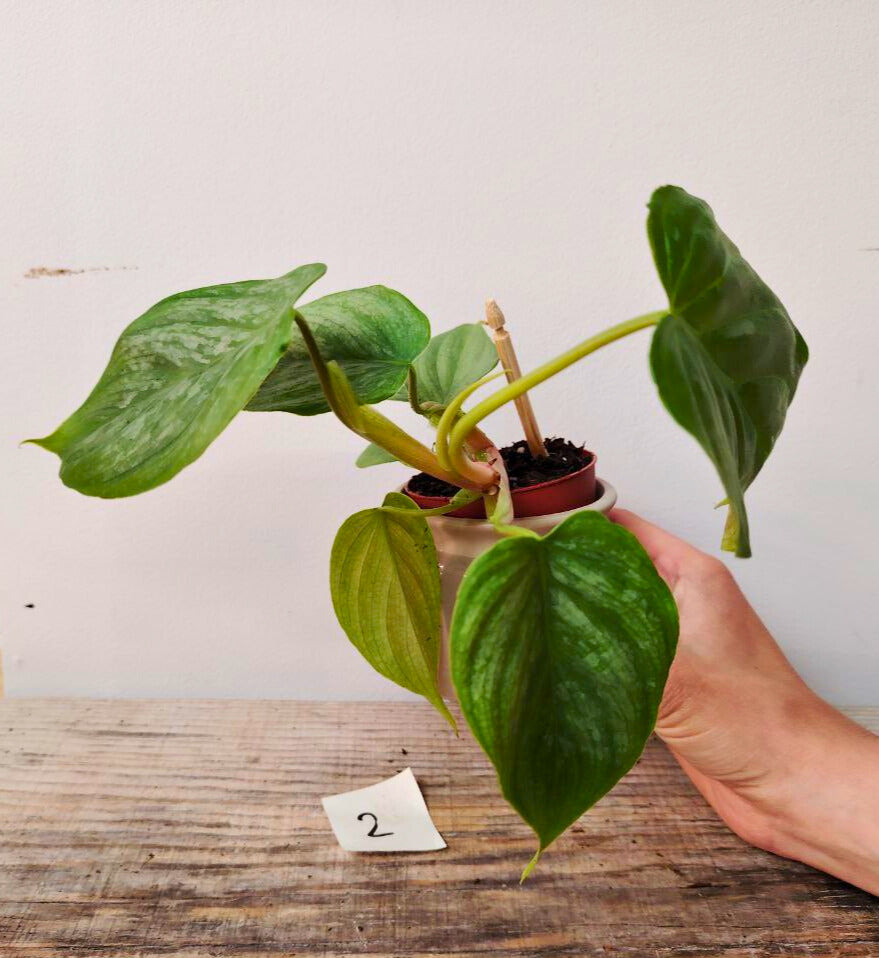 Philodendron Majestic – Lusso tropicale in ogni foglia