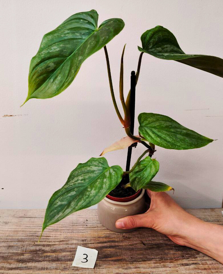 Philodendron Majestic – Lusso tropicale in ogni foglia