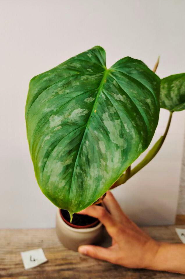 Philodendron Majestic – Lusso tropicale in ogni foglia