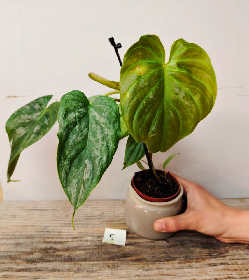 Philodendron Majestic – Lusso tropicale in ogni foglia