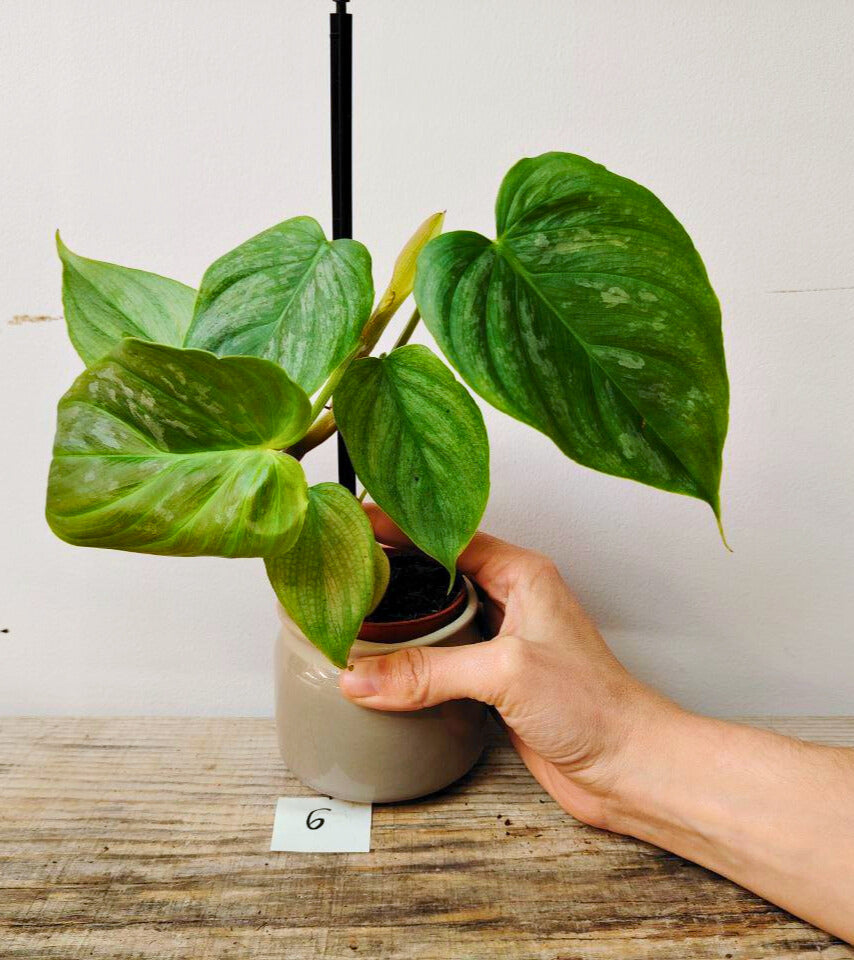 Philodendron Majestic – Lusso tropicale in ogni foglia