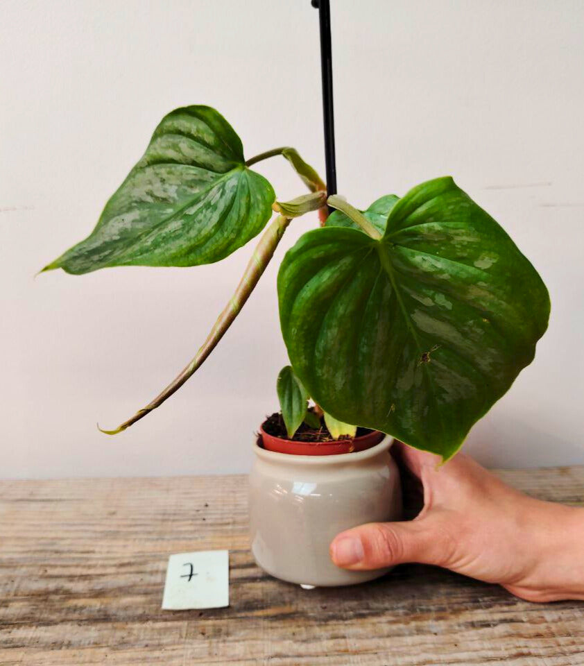Philodendron Majestic – Lusso tropicale in ogni foglia