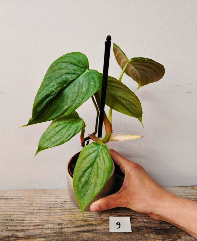 Philodendron Majestic – Lusso tropicale in ogni foglia