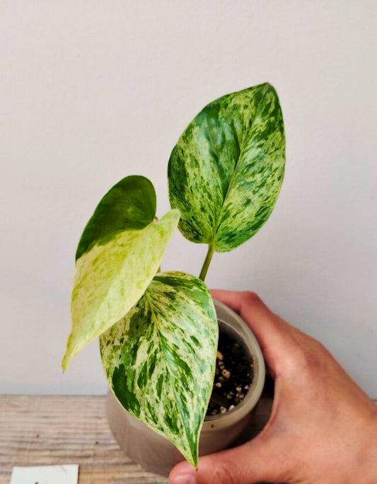 Epipremnum Marble Queen – Foglie marmorizzate per ambienti eleganti