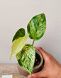 Epipremnum Marble Queen – Foglie marmorizzate per ambienti eleganti