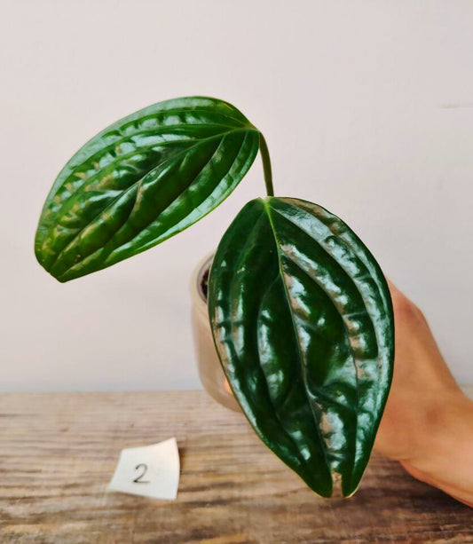 Epipremnum Marble Planet – Marmorizzatura elegante per ambienti unici
