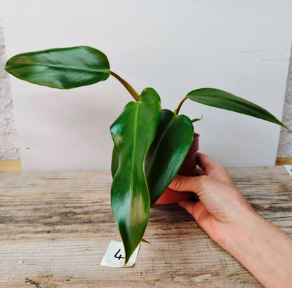 Philodendron Mexicanum – L’eleganza tropicale fuori dagli schemi