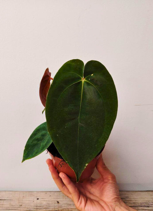 Anthurium Papillilaminum: Foglie Scure e Vellutate per un’Atmosfera Sofisticata