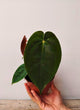 Anthurium Papillilaminum – Foglie Scure Vellutate Sofisticate | Aracearium