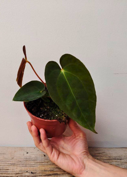 Anthurium Papillilaminum: Foglie Scure e Vellutate per un’Atmosfera Sofisticata