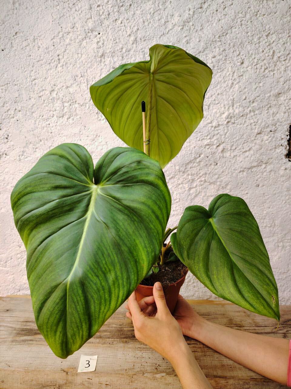 Philodendron Pastazanum – Foglie cuoriformi e fascino tropicale