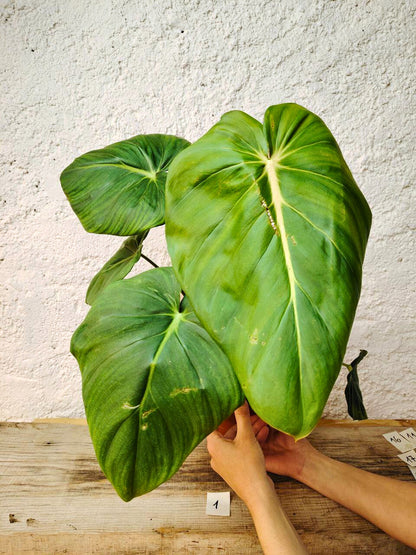 Philodendron Pastazanum – Foglie cuoriformi e fascino tropicale