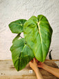 Philodendron Pastazanum – Foglie cuoriformi e fascino tropicale