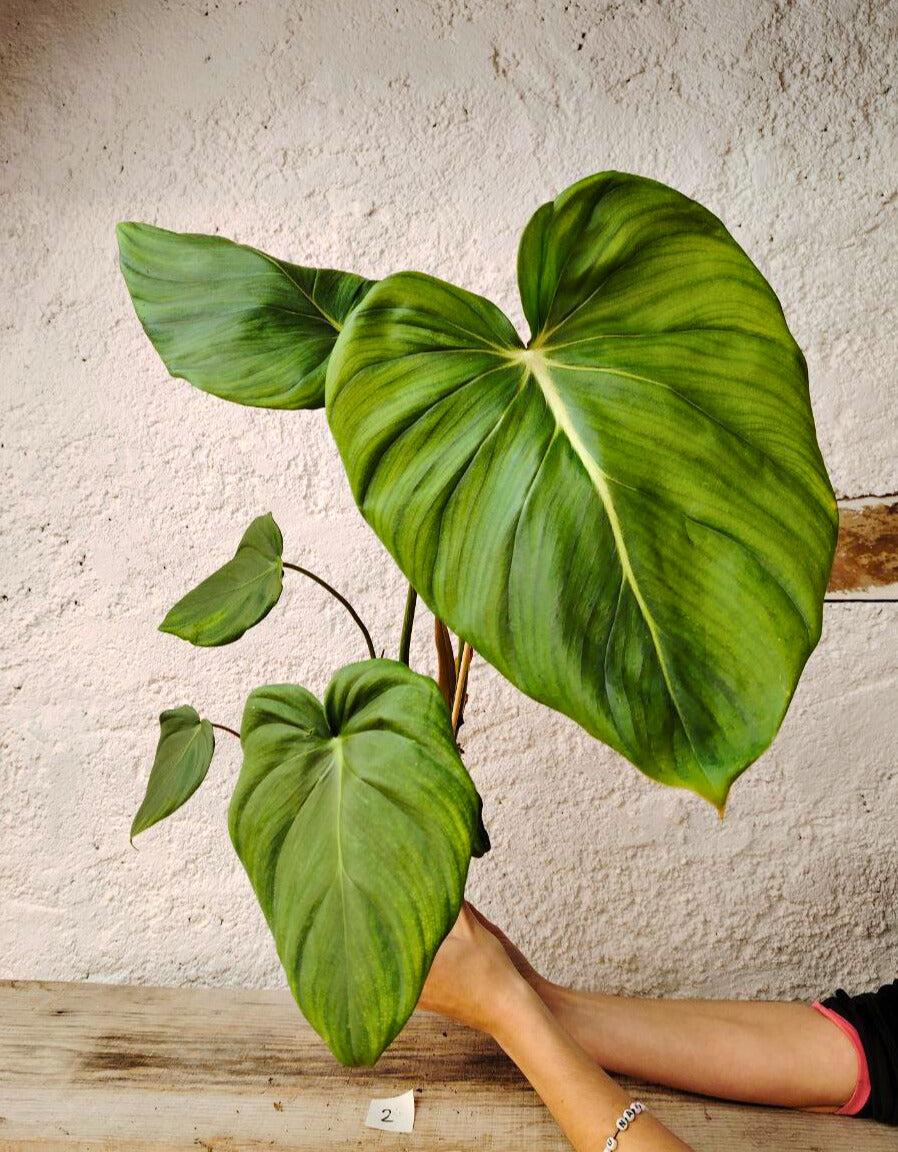 Philodendron Pastazanum – Foglie cuoriformi e fascino tropicale