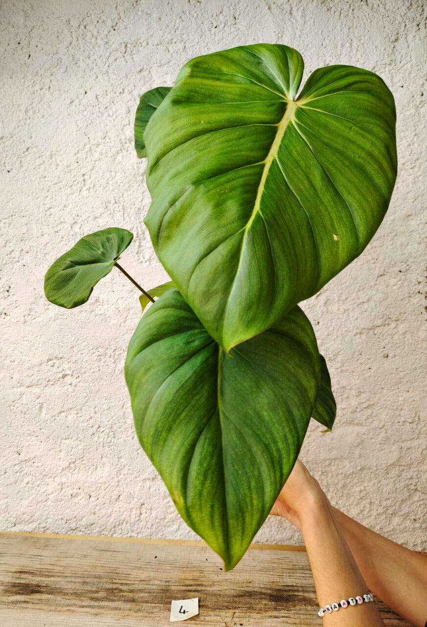 Philodendron Pastazanum – Foglie cuoriformi e fascino tropicale