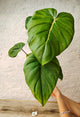 Philodendron Pastazanum – Foglie Cuoriformi Fascino Tropicale | Aracearium