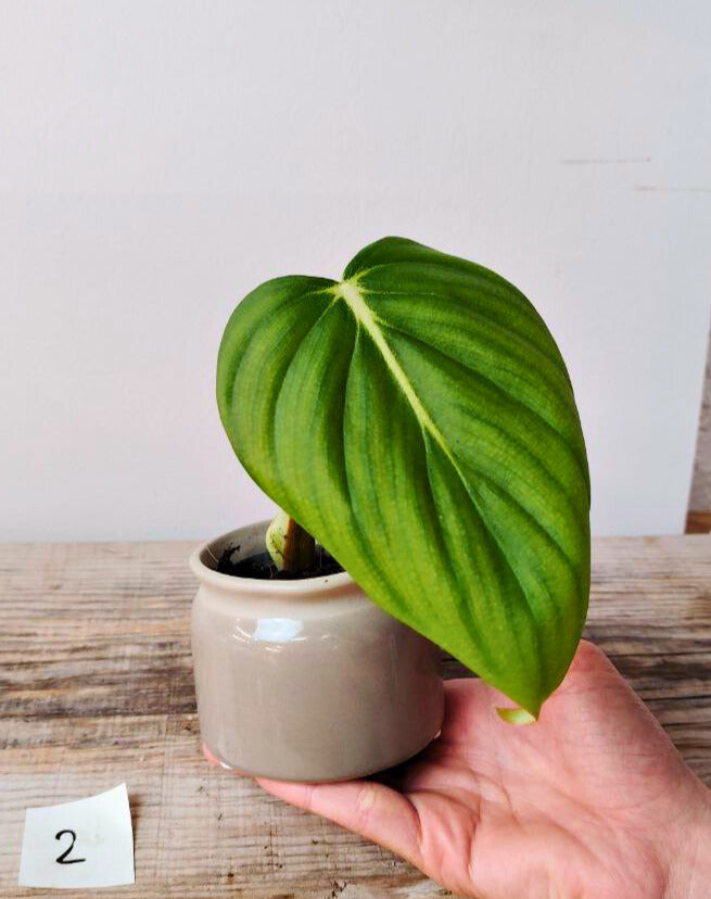 Philodendron Pastazanum – Foglie cuoriformi e fascino tropicale