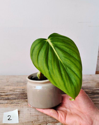 Philodendron Pastazanum – Foglie cuoriformi e fascino tropicale