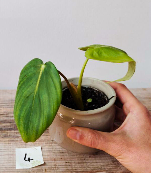 Philodendron Pastazanum – Foglie cuoriformi e fascino tropicale