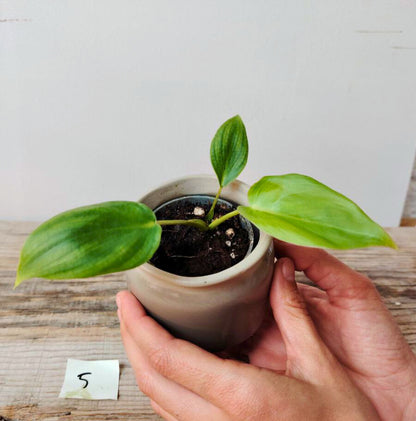 Philodendron Pastazanum – Foglie cuoriformi e fascino tropicale