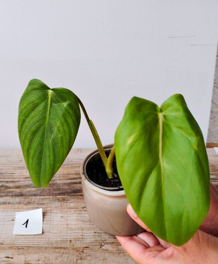 Philodendron Pastazanum – Foglie cuoriformi e fascino tropicale