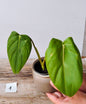 Philodendron Pastazanum – Foglie cuoriformi e fascino tropicale