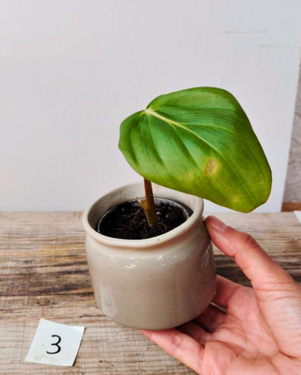 Philodendron Pastazanum – Foglie cuoriformi e fascino tropicale