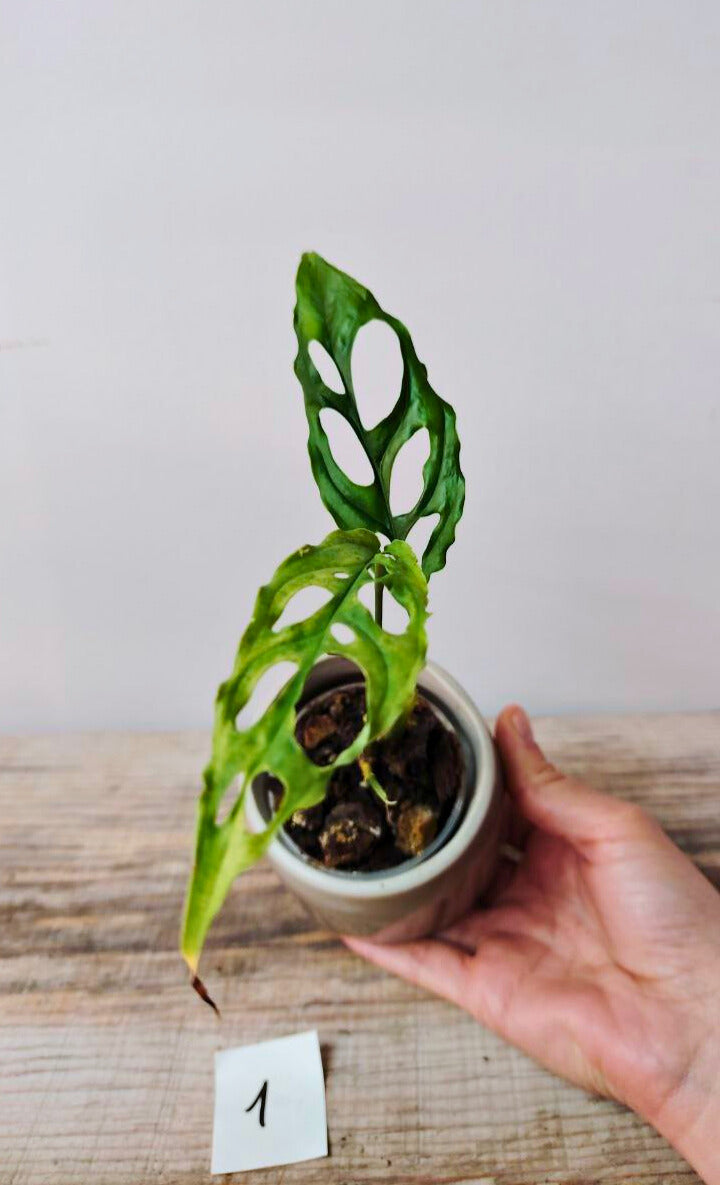 Monstera Obliqua Perù – Baby Plant Rara e Sinuosa