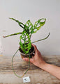 Monstera Obliqua Perù – Baby Plant Rara e Sinuosa