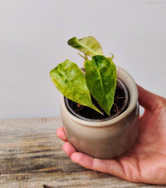 Alocasia Amazonica Polly Variegata Aurea, compatta e scenografica