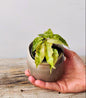 Alocasia Amazonica Polly Variegata Aurea, compatta e scenografica