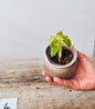 Alocasia Amazonica Polly Variegata Aurea, compatta e scenografica