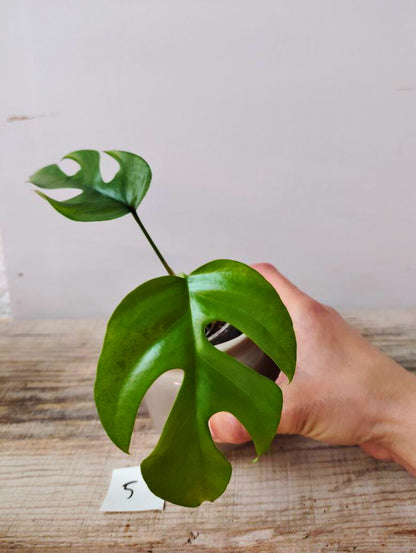 Rhaphidophora Tetrasperma – Mini Monstera d’effetto e facile da coltivare