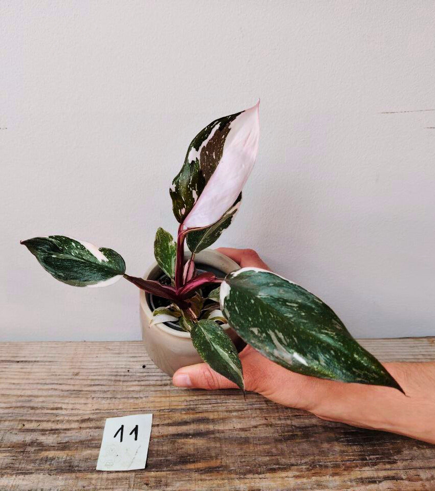 Philodendron Red Anderson – Eleganza e sfumature di rosso