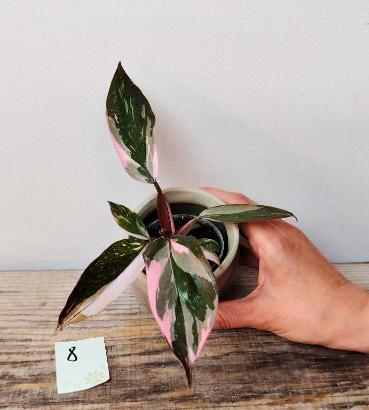 Philodendron Red Anderson – Eleganza e sfumature di rosso