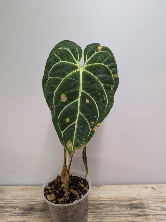 Anthurium Regale- Adozione Speciale
