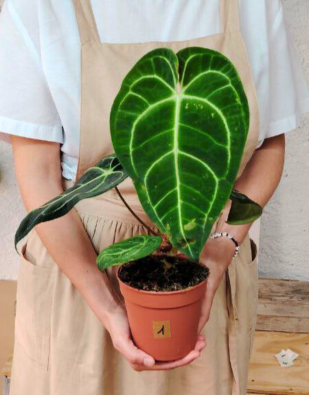 Anthurium Regale: Foglie Giganti e Fascino da Sovrano Tropicale