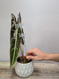 Tutore trasparente con clip decorative per il sostegno delle piante