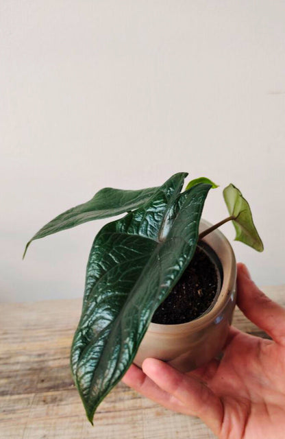 Alocasia Scalprum: la piccola gemma dal verde metallico e compatto