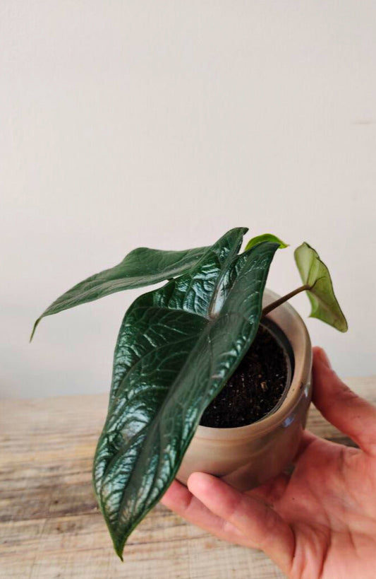 Alocasia Scalprum: la piccola gemma dal verde metallico e compatto