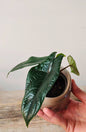 Alocasia Scalprum: la piccola gemma dal verde metallico e compatto