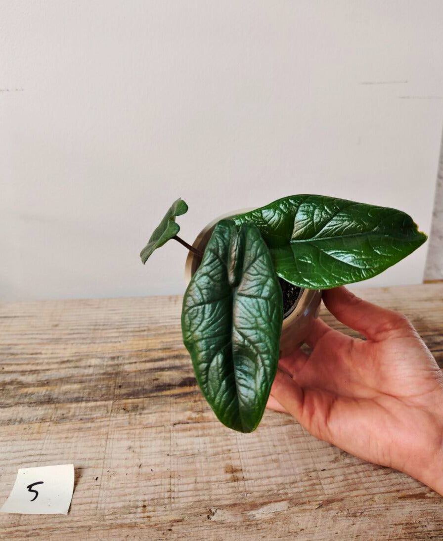Alocasia Scalprum: la piccola gemma dal verde metallico e compatto